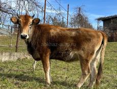 Продается телка 