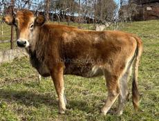Продается телка 