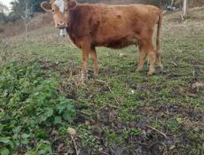 Продается корова третий оттел будет через дней 10