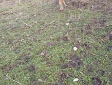 Продается корова третий оттел будет через дней 10