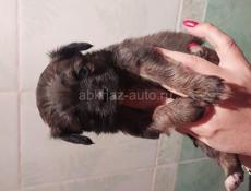 Продаём щенка чихуахуа 