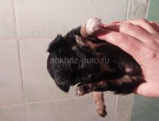 Продаём щенка чихуахуа