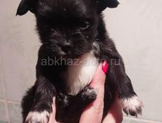 Продаём щенка чихуахуа