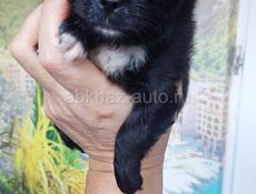 Продаём щенка чихуахуа