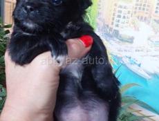 Продаём щенка чихуахуа