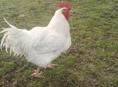 Продаю петух 