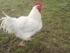 Продаю петух 