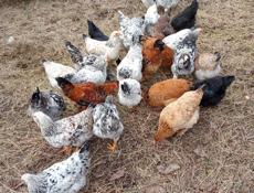 Продам курей