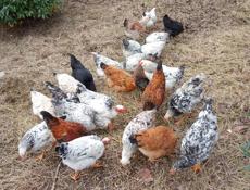 Продам курей