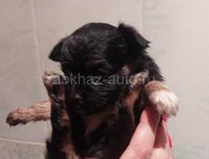 Продаём щенка чихуахуа