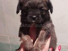 Продаём щенка чихуахуа