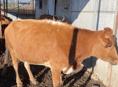 Продается корова 