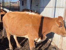 Продается корова 