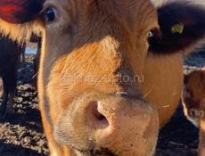 Продается корова