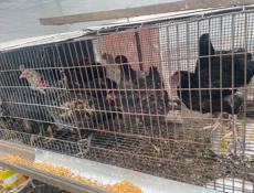 Продаются цыплята