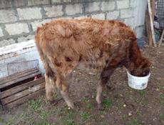 Продаю телку 50кг