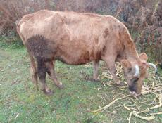 Продаю тельную корову