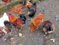 Продаются петухи.