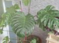 Монстера крупномер (взрослое растение) ​Продам взрослую здоровую монстеру. Отличный вариант для просторной гостиной, офиса, кафе или фотостудии.Гудаута