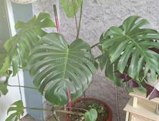 Монстера крупномер (взрослое растение) ​Продам взрослую здоровую монстеру. Отличный вариант для просторной гостиной, офиса, кафе или фотостудии.Гудаута