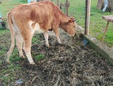 Продаётся тёлка