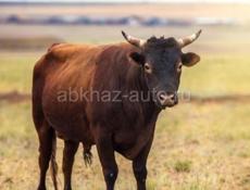 Продаю бычка 