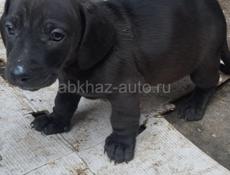 Щенок таксы