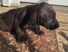 Щенок таксы