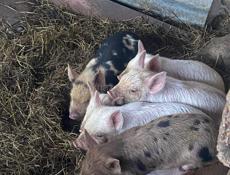 Продаю паросята чищенные 4000 