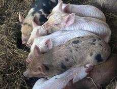 Продаю паросята чищенные 4000 