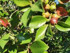 Уборщица на кухню