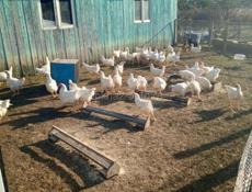 Представляем к продаже экологически чистых домашних курочек 