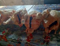 Представляем к продаже экологически чистых домашних курочек 