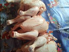 Представляем к продаже экологически чистых домашних курочек 