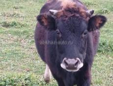 продаю корову 