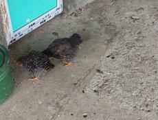 Продаю домашние куры