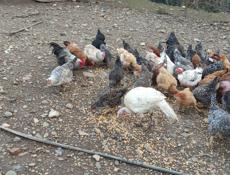 Продаю домашние куры