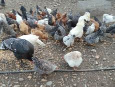 Продаю домашние куры