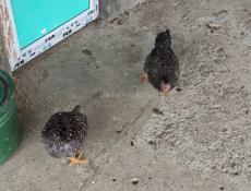 Продаю домашние куры