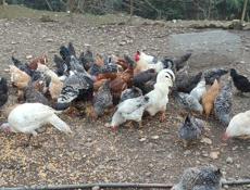 Продаю домашние куры