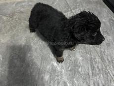 Отдаю в добрые руки