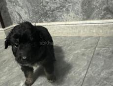 Отдаю в добрые руки