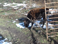 Корова и бичок