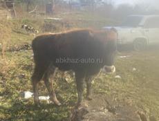 Корова и бичок