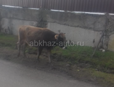 Корова и бичок