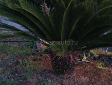 Продаю Саговник(Пальма )30 лет 