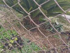 Продаю Саговник(Пальма )30 лет