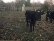 Продажа двух быков 