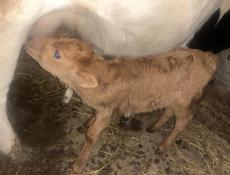 Продам телёнка 10 дней девочка