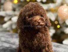 Мальтипу, Пудели, Пушоны.